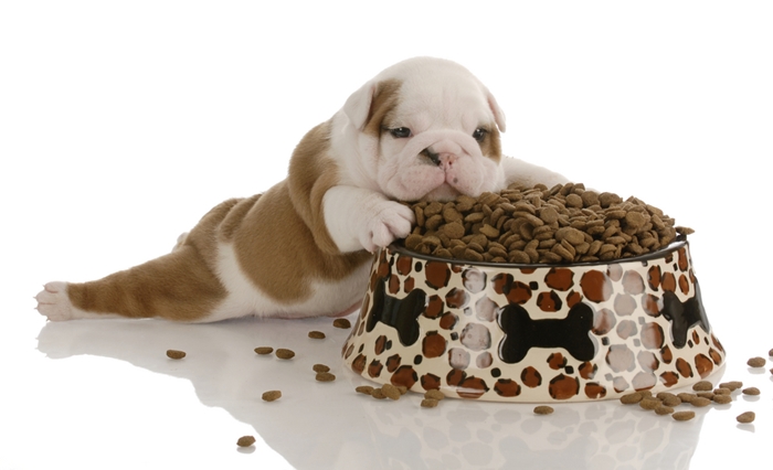 子犬にドッグフードを与えすぎると肥満になるので注意！