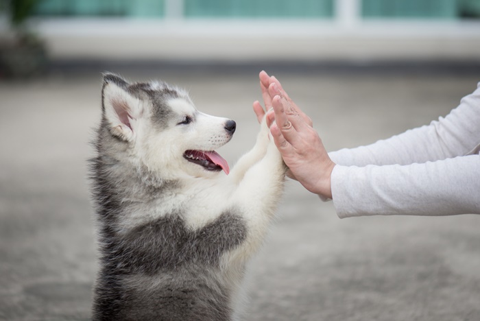 モグワンは子犬の筋肉をサポートするアミノ酸が豊富!