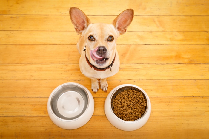 子犬が食べにくい時はモグワンをふやかす!