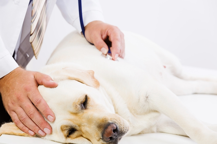 犬の肝臓の働きとは?