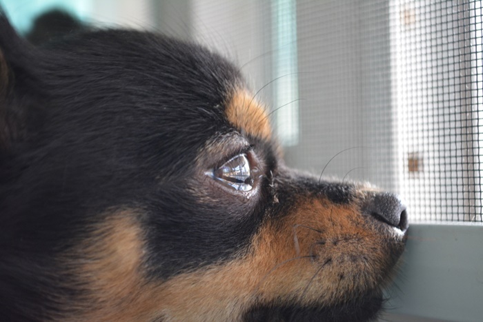 涙やけが多い犬種