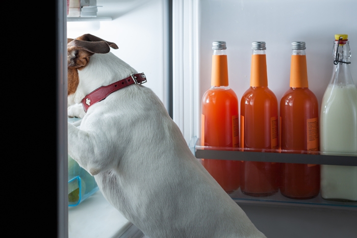 缶詰ドッグフードの保存方法は冷蔵庫！